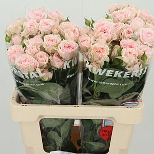 K111754_124499_60_H_1-6 R Tr Rosa Loves Me With Fatal Attraction