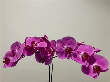 Orchidea Phalaenopsis Happy Valentina s tromi stonkami