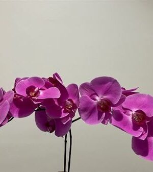 Phal Happy Valentina