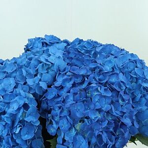 K12269_20960_60_20_45_996_10_H_1-41 Hortenzia M Bela Blue