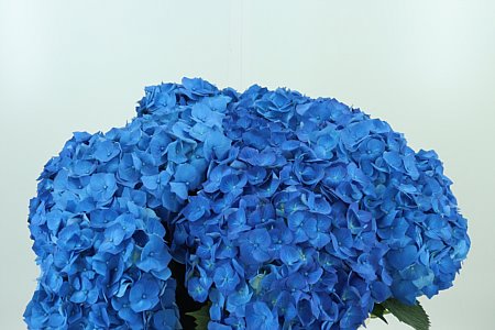 K12269_20960_60_20_45_996_10_H_1-41 Hortenzia M Bela Blue