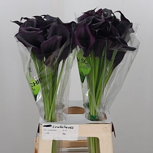K12447_27662_60_2_45_995_40_H_1 Kala Zantedeschia Odessa