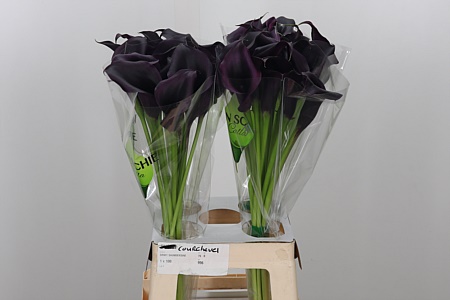 K12447_27662_60_2_45_995_40_H_1 Kala Zantedeschia Odessa