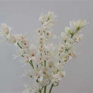 K12509_118720_60_0_24_614_4_H_1-41 Cymbidium Mini Insigne rezaný kvet