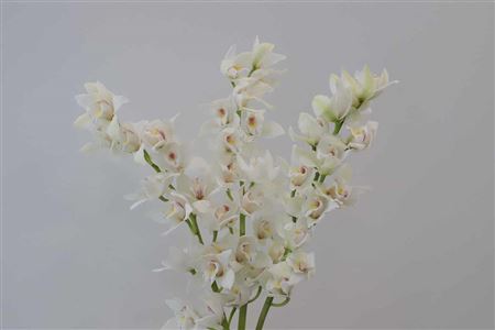 K12509_118720_60_0_24_614_4_H_1-42 Cymbidium Mini Insigne rezaný kvet