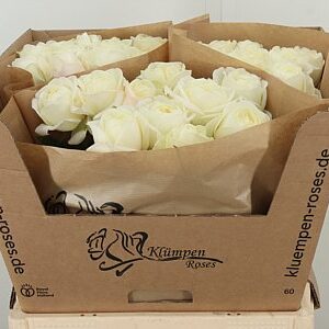 Biela ruža Grand Chic White