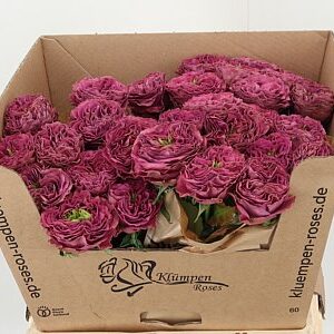 K12697_130746_60_H_1-5 R Gr Purple Delight