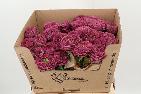 K12697_130746_60_H_1-5 R Gr Purple Delight