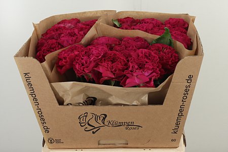 K12697_131970_60_H_1-8 R Gr Cherry Velvet
