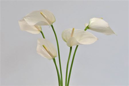 Antúria Anth A Whisper
