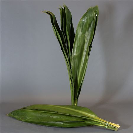 K14_101217_80_0_0_996_5_H_1-10 Dekoratívna tráva Cordyline Green Tie v dĺžke 80 cm