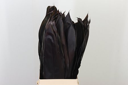 Dekoratívna Cordyline Blackty s tmavými listami