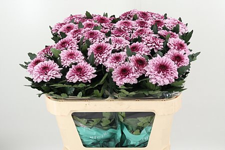 K15005_114202_70_H_1-12 Zelená chryzantéma Green Pip s výškou 70 cm