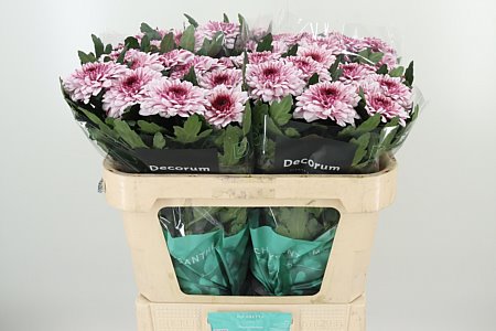 Zelená chryzantéma Green Pip s výškou 70 cm