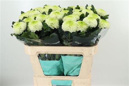 Chryzantéma G Alibaba 70 cm