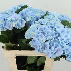 Hortenzia M Lolly Pop Blue