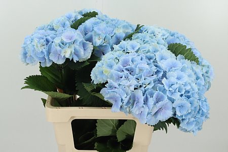 Hortenzia M Lolly Pop Blue