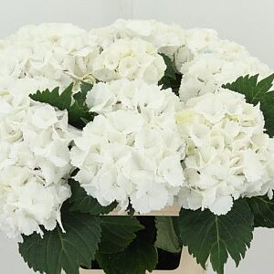 K15607_120545_60_20_45_996_10_H_1-22 Hortenzia M Lolly Pop White