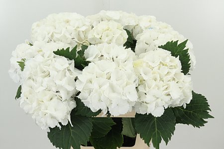 K15607_120545_60_20_45_996_10_H_1-22 Hortenzia M Lolly Pop White