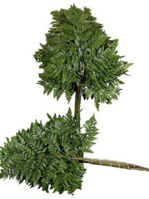 K17_23963SM_35_0_0_577_5_H_1-17 Eukalyptus cinerea sprej s jemnými listami