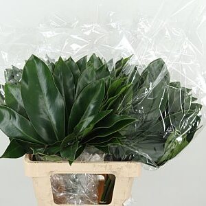 K18044_17765_65_0_0_996_50_H_1-2 Philodendron Fun Bun