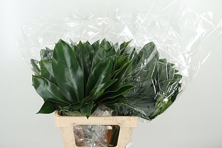 Philodendron Fun Bun