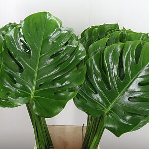 K18044_1981_55_27_0_566_70_H_1-26 Monstera list 60 cm
