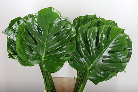 K18044_1981_55_27_0_566_70_H_1-26 Monstera list 60 cm