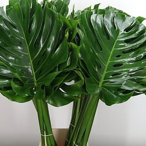 K18044_1981_80_45_0_566_40_H_1-38 Monstera list 60 cm