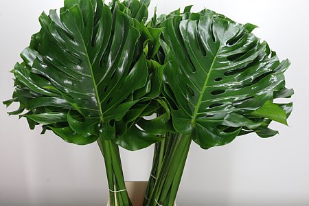 K18044_1981_80_45_0_566_40_H_1-38 Monstera list 60 cm