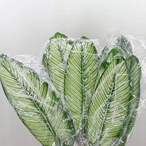 K18044_3322_80_0_0_996_50_H_1 Calathea White 80 cm rezaný kvet