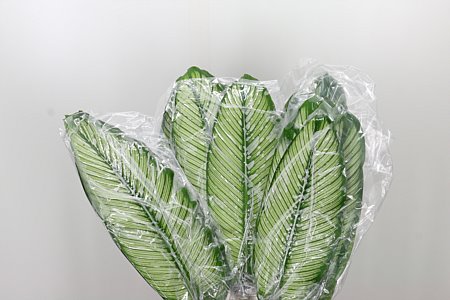 K18044_3322_80_0_0_996_50_H_1 Calathea White 80 cm rezaný kvet