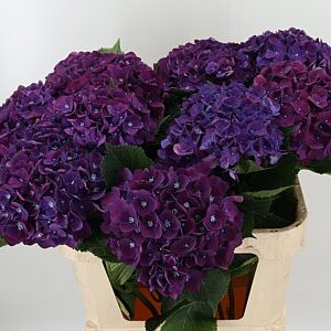 K18750_124997_80_H_1-10 Hortenzia Mon Amour Purple s dĺžkou 80 cm