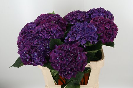 K18750_124997_80_H_1-10 Hortenzia Mon Amour Purple s dĺžkou 80 cm