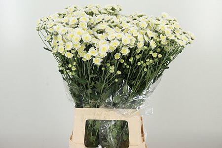 Biela chryzantéma Stallion White s výškou 70 cm