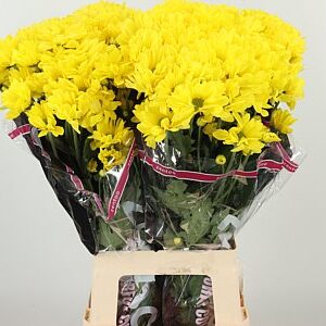 Chryzantéma Celebrate 70 cm