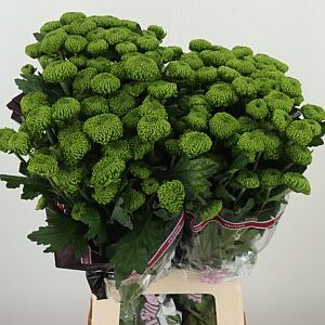 K20060_123297_70_90_23_520_80_H_1-5 Chryzantéma Thor Deligreen 70 cm