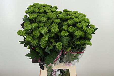 K20060_123297_70_90_23_520_80_H_1-5 Chryzantéma Thor Deligreen 70 cm