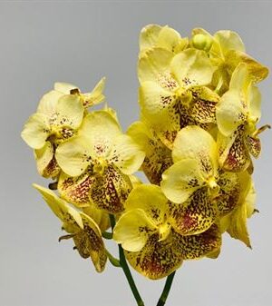 Vanda Su Yellow Henna
