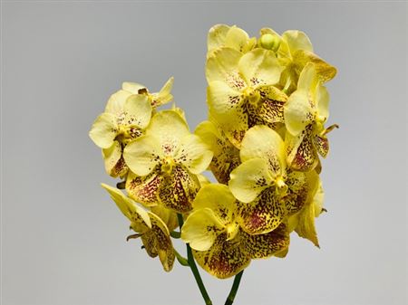 K2010_116509_0_0_0_631_16_H_1 Vanda Su Yellow Henna