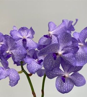 K2010_116605_0_0_0_631_16_H_1-8 Orchidea Vanda Kan Angelite Blue