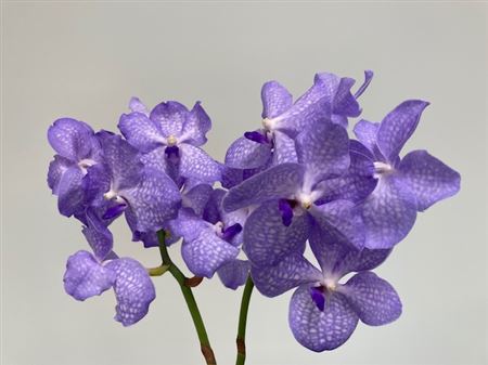 K2010_116605_0_0_0_631_16_H_1-8 Orchidea Vanda Kan Angelite Blue