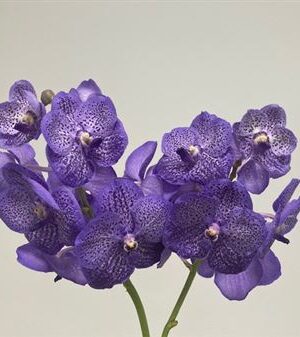 K2010_116909_0_0_0_631_16_H_1-1 Vanda Su Lavender Sprink
