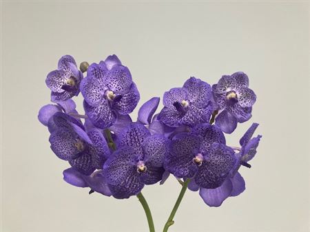 K2010_116909_0_0_0_631_16_H_1-1 Vanda Su Lavender Sprink