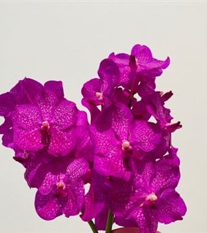 Orchidea Vanda Ni Rosy