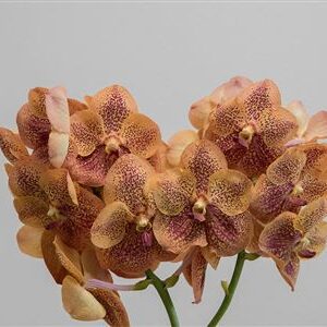 K2010_122411_0_0_0_631_16_H_1-1 Orchidea Vanda Su Leopard Coral