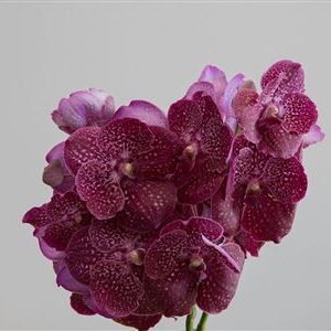 K2010_122414_0_0_0_631_16_H_1-2 Vanda Crimson Love