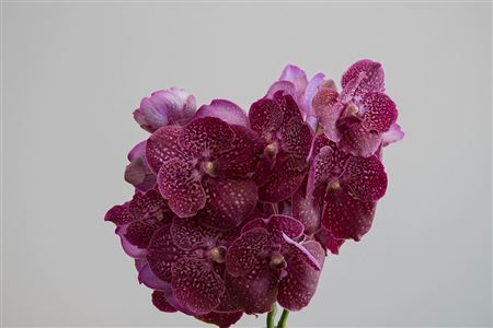 Vanda Crimson Love