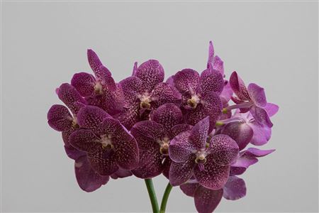 K2010_122690_0_0_0_631_16_H_1-3 Vanda Ni Tropical Punch rezaný kvet