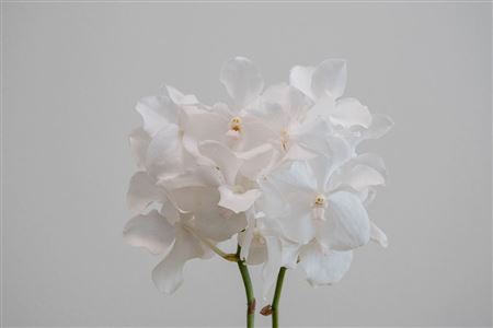 Vanda Kan Ansu No.1